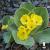 Primula auricula.jpg